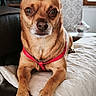 Happy participe au concours pour gagner de l'argent avec cette photo : animal, blanket, brown_dog, closeup, companion, couch, dog, domestic_animal, ears, fur, furniture, harness, homedecor, indoor, looking_at_camera, paw, pet, portrait, relaxed, snout