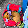 Happy participe au concours pour gagner de l'argent avec cette photo : asphalt, backpack, bench, blue_bench, brown_dog, casual, colorful, curled_up, daylight, dog, floral_cloth, leash, outdoor, pet, purple_bandana, relaxed, resting_dog, sidewalk, small_dog, urban