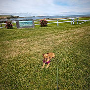 Happy participe au concours pour gagner de l'argent avec cette photo : canine, cloudy_sky, coast, daytime, dog, fence, field, flowers, grass, greenery, landscape, leash, nature, outdoor, pet, purple_harness, relaxing, scenic, summer, water