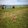 canine, cloudy_sky, coast, daytime, dog, fence, field, flowers, grass, greenery, landscape, leash, nature, outdoor, pet, purple_harness, relaxing, scenic, summer, water