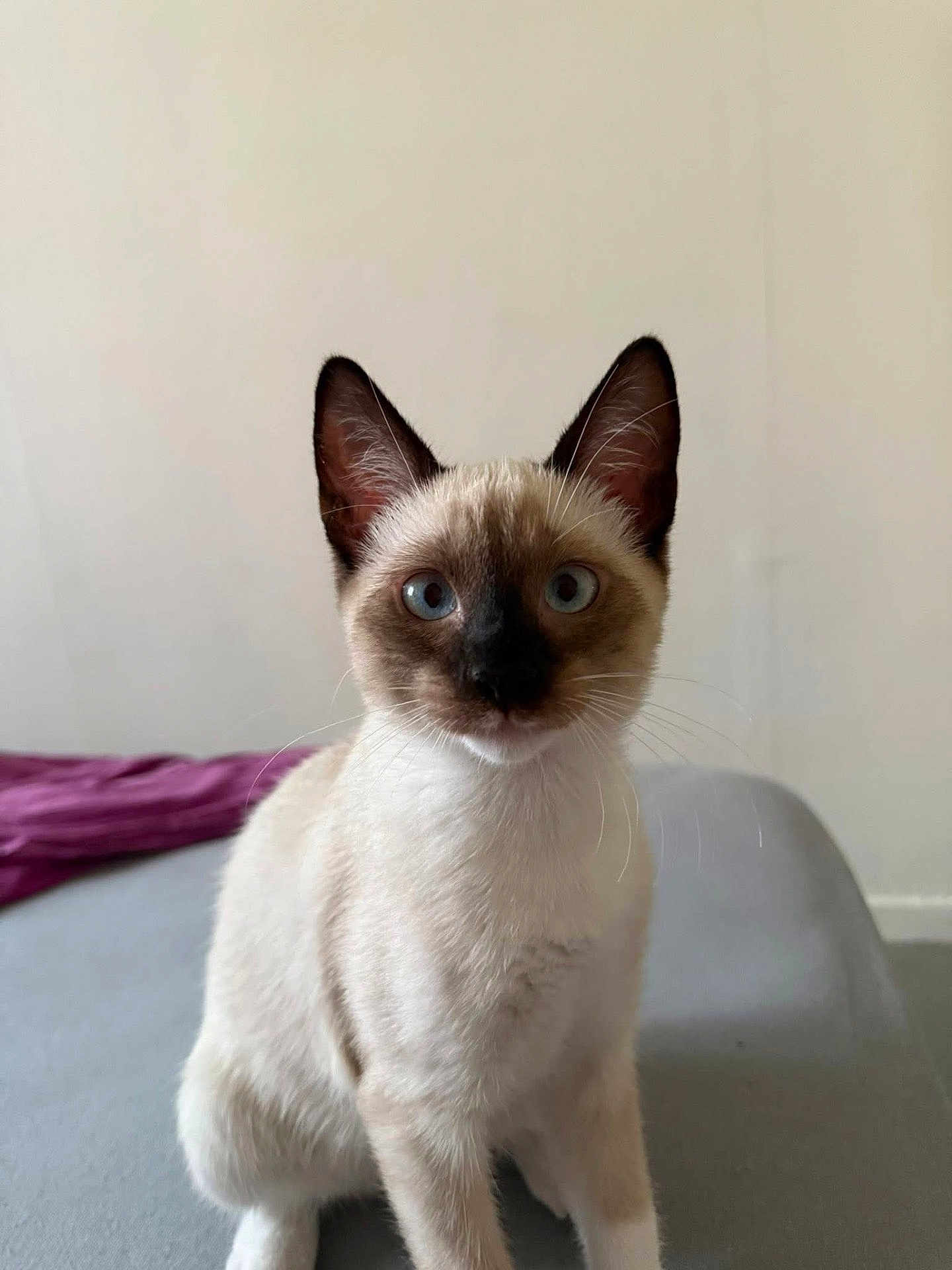 Snow participe au concours pour gagner de l'argent avec cette photo : cat, siamese, kitten, blue_eyes, pet, indoor, fur, whiskers, ears, animal, cute, young_cat, sitting, looking, portrait, domestic, feline, soft_light, closeup, household