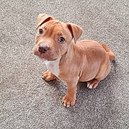 Missi joined the competition — help win amazing prizes! puppy, dog, tan, carpet, pet, cute, animal, young, small, indoor, fur, ears, eyes, nose, paw, sitting, looking_up, adorable, companion, domestic