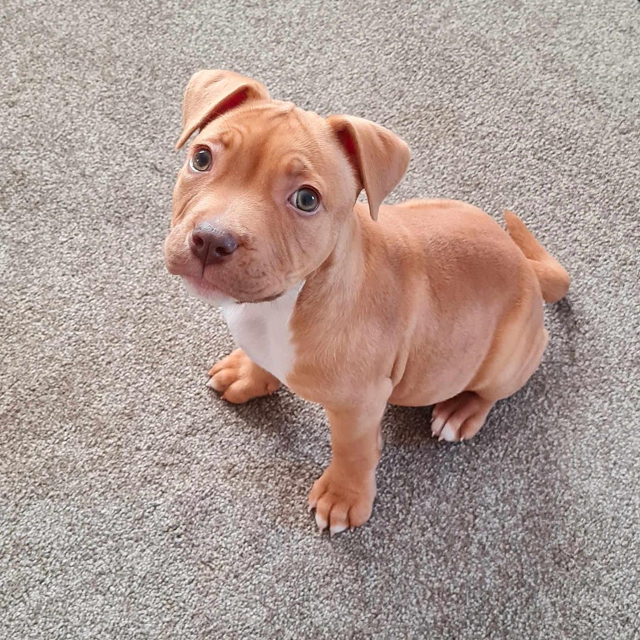 Missi joined the competition — help win amazing prizes! adorable, animal, carpet, companion, cute, dog, domestic, ears, eyes, fur, indoor, looking_up, nose, paw, pet, puppy, sitting, small, tan, young