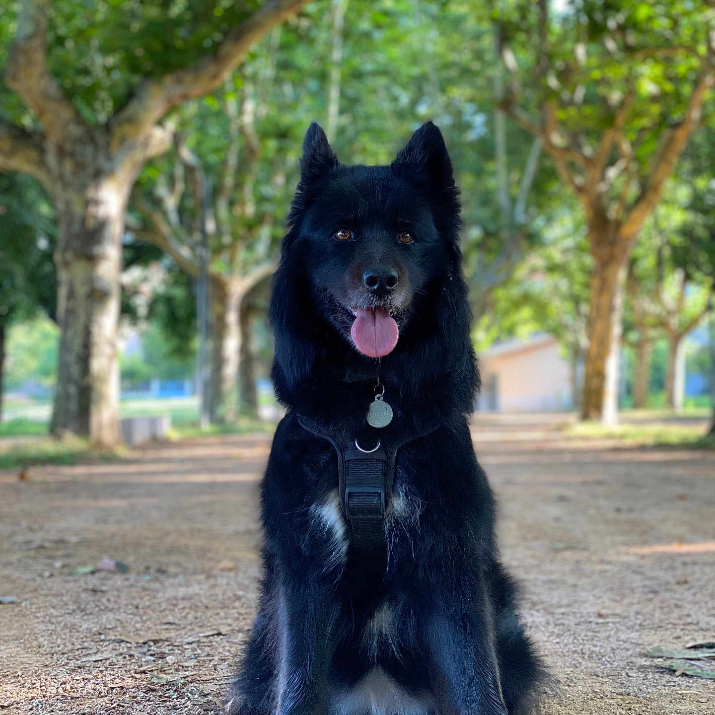 Neika a rejoint le concours — aidez-le/la à gagner de superbes lots ! accessories, animal, canine, dog, grass, grove, land, leash, nature, outdoors, park, pet, plant, puppy, soil, strap, tree, treetrunk, vegetation, woodland