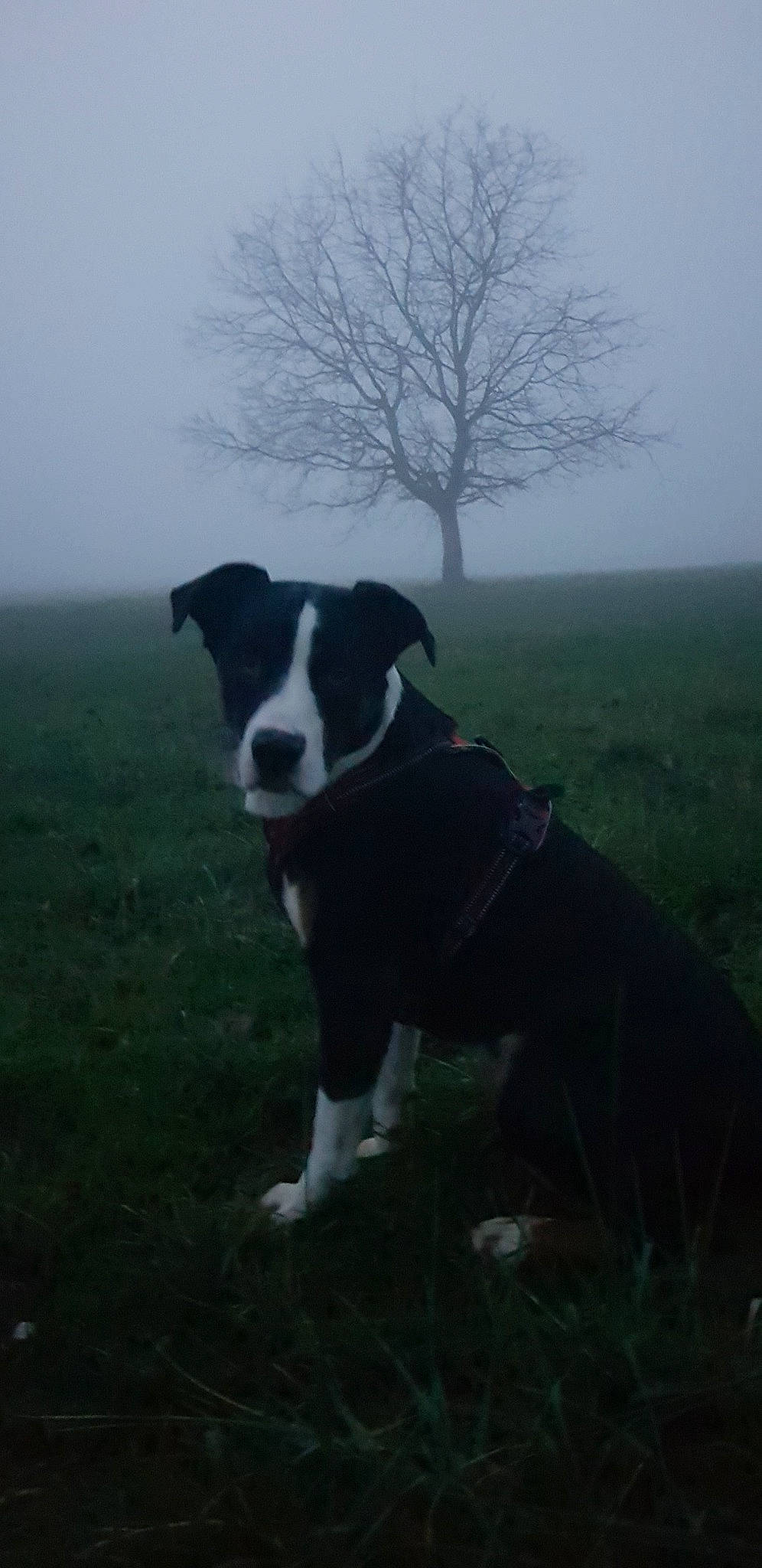 Natsu participe au concours pour gagner de l'argent avec cette photo : american_pit_bull_terrier, american_staffordshire_terrier, atmospheric_phenomenon, canidae, carnivore, dog, dog_breed, mammal, non_sporting_group, sky, snout, sporting_group, vertebrate