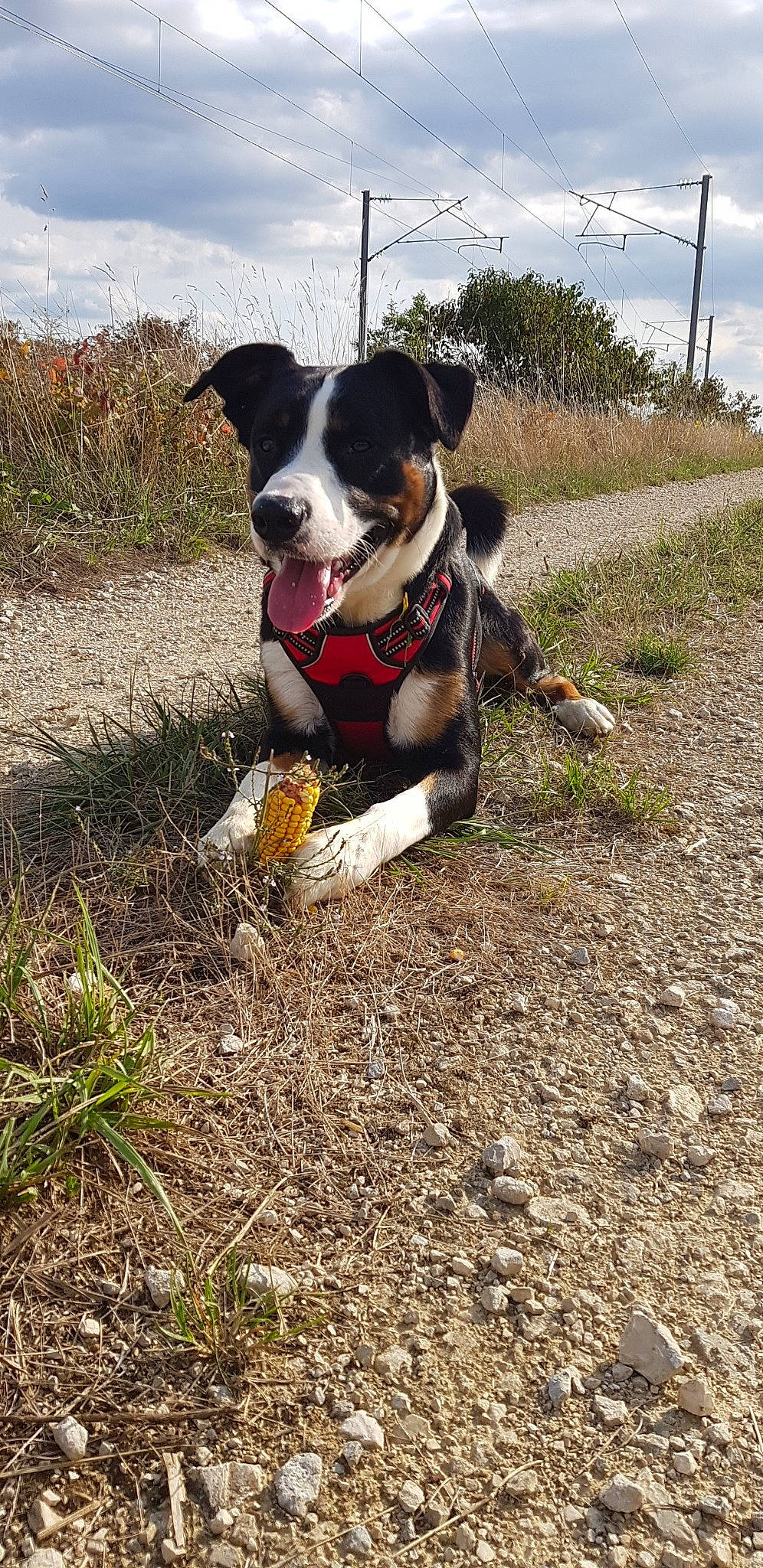 Natsu a rejoint le concours — aidez-le/la à gagner de superbes lots ! adventure, appenzeller_sennenhund, canidae, carnivore, danish_swedish_farmdog, dog, dog_breed, entlebucher_mountain_dog, feist, hunting_dog, mammal, sporting_group, working_dog