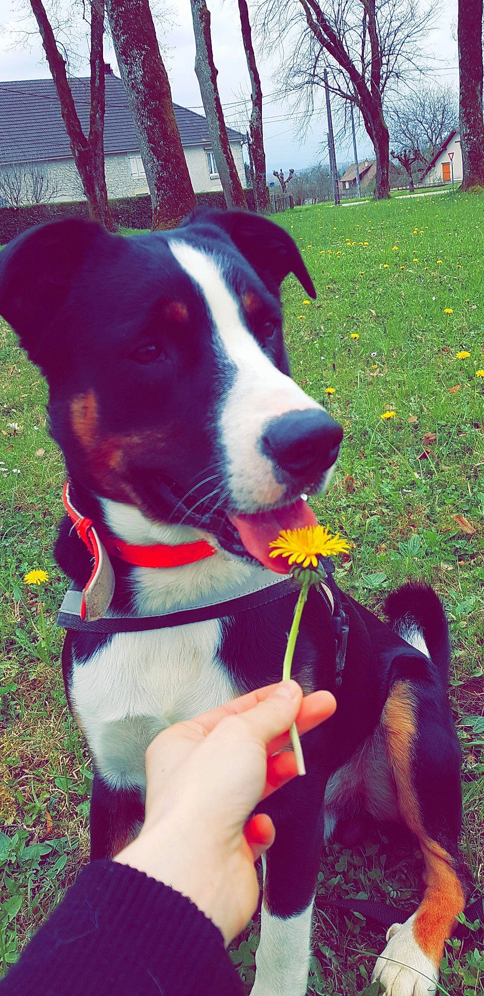 Natsu a rejoint le concours — aidez-le/la à gagner de superbes lots ! border_collie, canidae, carnivore, dog, dog_breed, mammal, mcnab, snout, sporting_group, vertebrate, working_dog