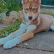 A-Sept participe au concours pour gagner de l'argent avec cette photo : animal, blue_eye, brown_eye, close_up, dog, ears, fur, grass, heterochromia, husky, lock_screen, outdoor, pavement, paws, pet, phone_ui, plants, portrait, puppy, stone_border