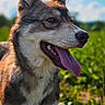 A-Sept a rejoint le concours — aidez-le/la à gagner de superbes lots ! alert, blue_sky, blurred_background, close_up, collar, dog, ears, eyes, fur, green_field, husky, mammal, nose, outdoors, panting, pet, portrait, snout, sunlight, tongue_out