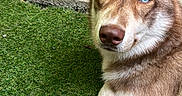 A-Sept participe au concours pour gagner de l'argent avec cette photo : artificial_turf, blue_eye, brown_eye, close_up, concrete, dog, doorway, ear, fur, gaze, heterochromia, husky, lawn, nose, outdoor, paw, pet, porch, portrait, relaxed