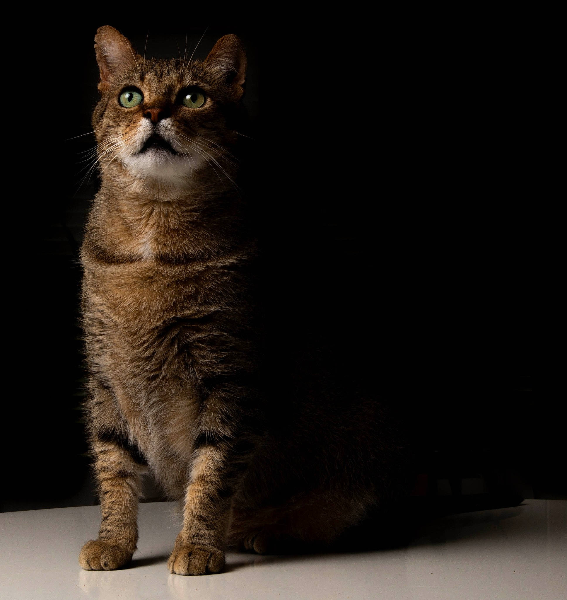 Fuju joined the competition — help win amazing prizes! carnivore, cat, darkness, domestic_short_haired_cat, felidae, fur, grey, paw, sitting, small_to_medium_sized_cats, snout, tail, terrestrial_animal, whiskers, wildlife, window, wood