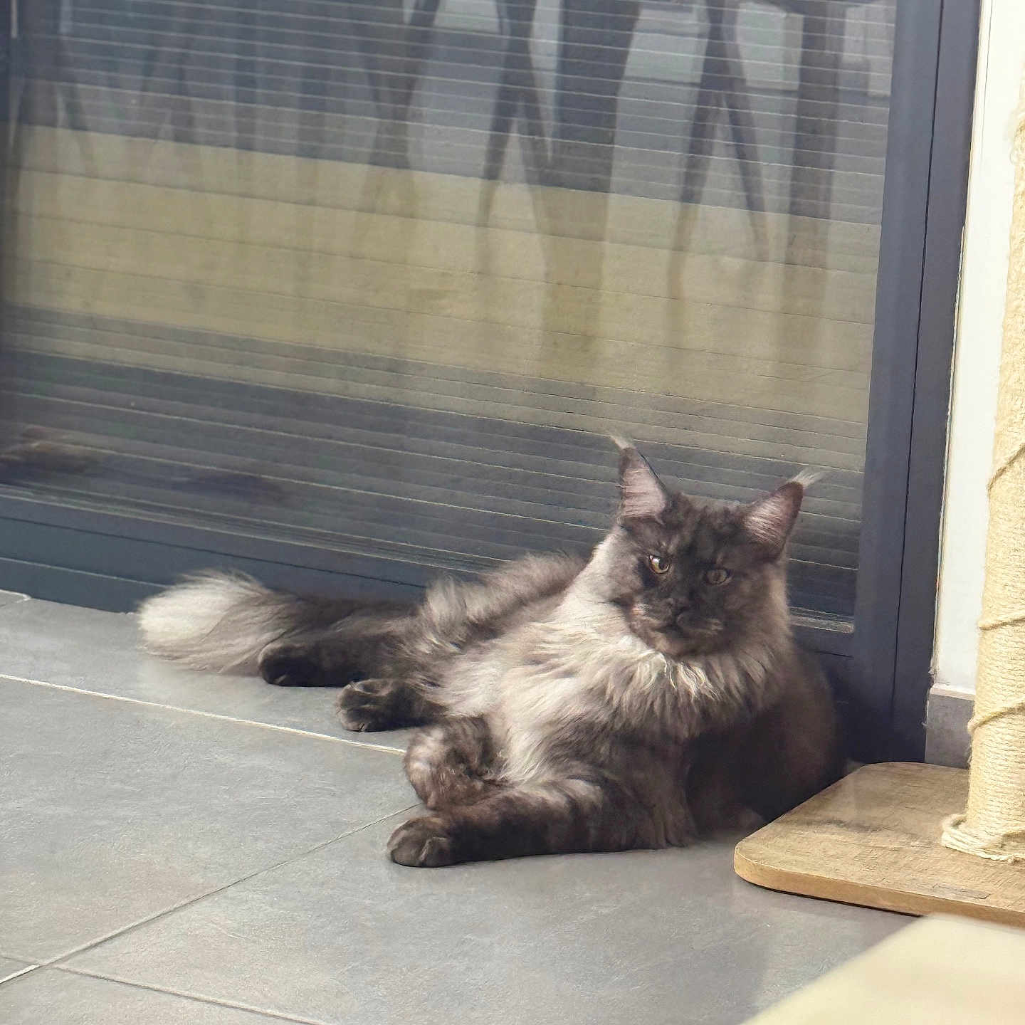 Uros participe au concours pour gagner de l'argent avec cette photo : angora, animal, architecture, building, cat, door, homedecor, house, housing, indoors, kitten, manx, mat, pet, plant, porch, pottedplant, slate, window, wood
