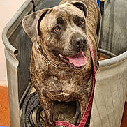 Gigi is registered to the contest to win money with this photo: animal, brindle, brown, canine, close_up, collar, dog, domestic_animal, floor, happy, hose, indoor, leash, looking_up, medium_sized_dog, metal_tub, pet, rustic, standing, tongue_out
