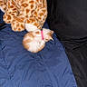Gamora joined the competition — help win amazing prizes! kitten, cat, sleeping, plush_toy, stuffed_animal, orange_and_white, collar, blue_blanket, soft_toy, cute, small, fur, pet, animal, indoor, resting, cozy, bed, cuddly, comfort