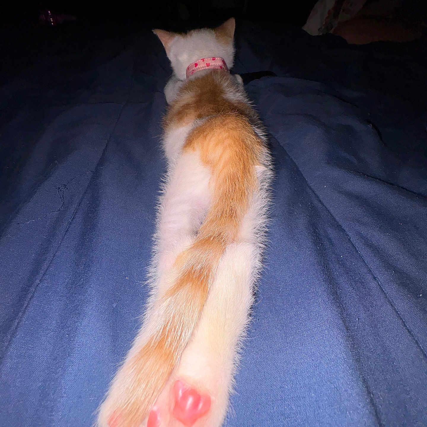 Gamora joined the competition — help win amazing prizes! kitten, cat, paw, pink_paw_pads, orange_and_white, fur, stretching, blanket, bed, cozy, night, collar, pet, animal, cute, feline, soft, domestic_cat, resting, indoor