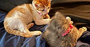 Gamora is registered to the contest to win money with this photo: kitten, cat, orange_and_white_cat, gray_cat, bed, blanket, collar, pet, feline, cute, animal, resting, indoor, soft, fur, young, playful, domestic, comfort, companions