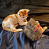 kitten, cat, orange_and_white_cat, gray_cat, bed, blanket, collar, pet, feline, cute, animal, resting, indoor, soft, fur, young, playful, domestic, comfort, companions