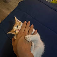 Gamora joined the competition — help win amazing prizes! kitten, cat, hand, bite, playful, pet, cute, orange_and_white, claw, clinging, blanket, bed, indoor, animal, feline, domestic, young, small, cozy, floor
