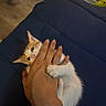 kitten, cat, hand, bite, playful, pet, cute, orange_and_white, claw, clinging, blanket, bed, indoor, animal, feline, domestic, young, small, cozy, floor