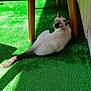 Miçu a rejoint le concours — aidez-le/la à gagner de superbes lots ! artificial_grass, blue_eyes, cat, cozy, cushions, feline, fur, home, indoor, looking_back, pet, quiet, relaxing, resting, shadow, siamese_cat, sunlight, table_runner, tail, wooden_table