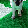 Miçu participe au concours pour gagner de l'argent avec cette photo : animal, artificial_grass, blue_eyes, cat, closeup, curious, domestic, ears, fur, green, indoor, kitten, paws, pet, shadow, siamese, sunlight, whiskers, wooden_chair, young