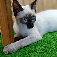 Miçu participe au concours pour gagner de l'argent avec cette photo : animal, background_blur, blue_eyes, cat, close_up, curious, domestic_animal, feline, focus, fur, green_turf, indoor, lying_down, paw, pet, portrait, resting, siamese_cat, whiskers, wooden_chair