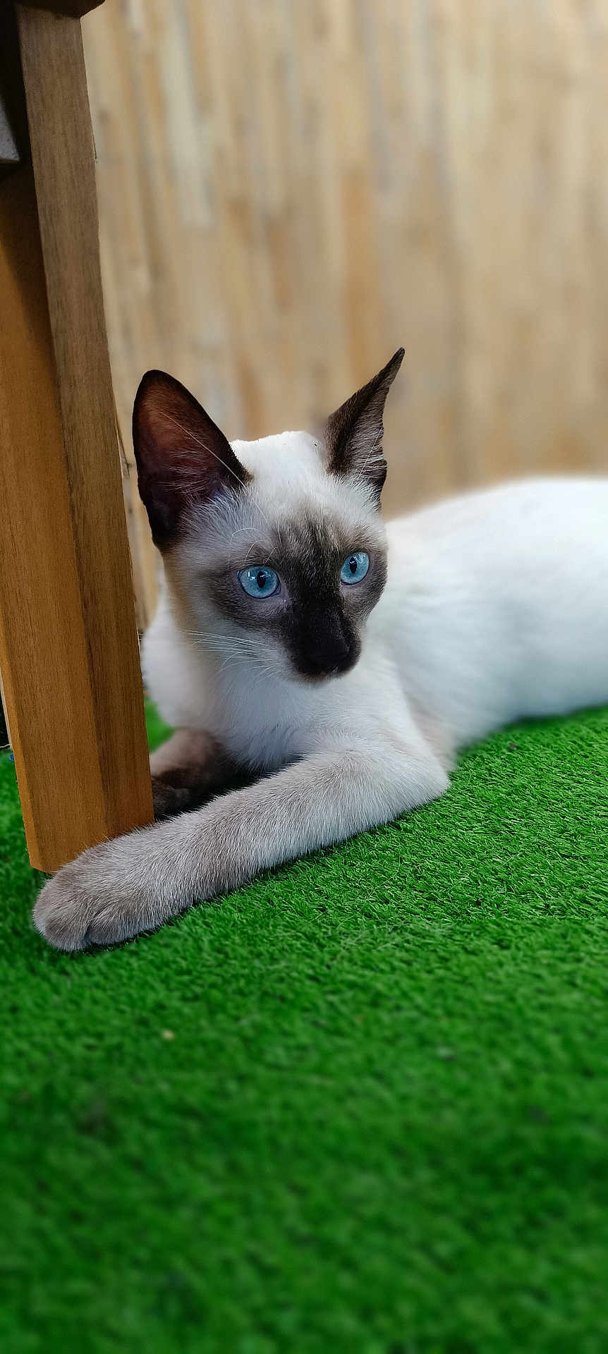 Miçu