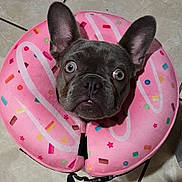 Arya is registered to the contest to win money with this photo: accessory, adorable, animal, close_up, collar, cute, dog, donut_collar, ears_up, expression, french_bulldog, funny, indoor, looking_up, pet, pink, playful, portrait, tile_floor, wide_eyes