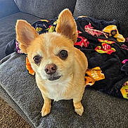 Emma is registered to the contest to win money with this photo: animal, blanket, carpet, chihuahua, couch, cozy, cute, dog, ears, eyes, front_paws, fur, furniture, home, indoor, looking_up, nose, pet, small_dog, whiskers
