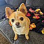 animal, blanket, carpet, chihuahua, couch, cozy, cute, dog, ears, eyes, front_paws, fur, furniture, home, indoor, looking_up, nose, pet, small_dog, whiskers
