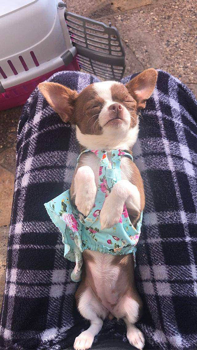 Tinkerbell joined the competition — help win amazing prizes! bulldog, carnivore, collar, companion_dog, dog, dog_breed, dog_clothes, dog_collar, dog_supply, fawn, glasses, pattern, pet_supply, pink, plaid, sleeve, snout, tartan, toy_dog, working_animal