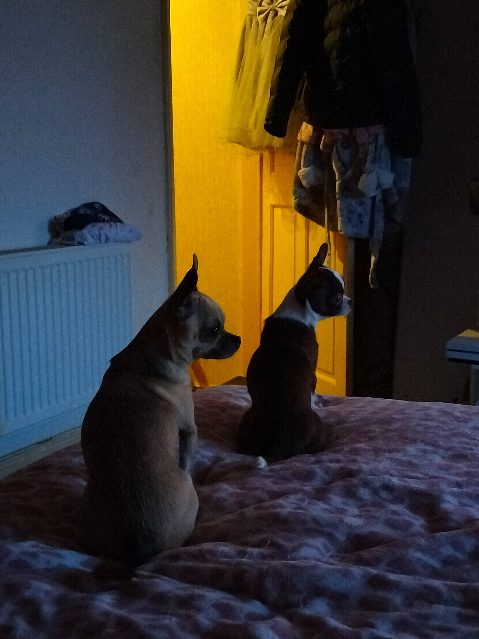 Tinkerbell joined the competition — help win amazing prizes! black_cat, carnivore, comfort, companion_dog, dog, dog_breed, east_european_shepherd, fawn, felidae, flooring, german_shepherd_dog, grey, guard_dog, home, room, small_to_medium_sized_cats, sporting_group, tail, whiskers, wood