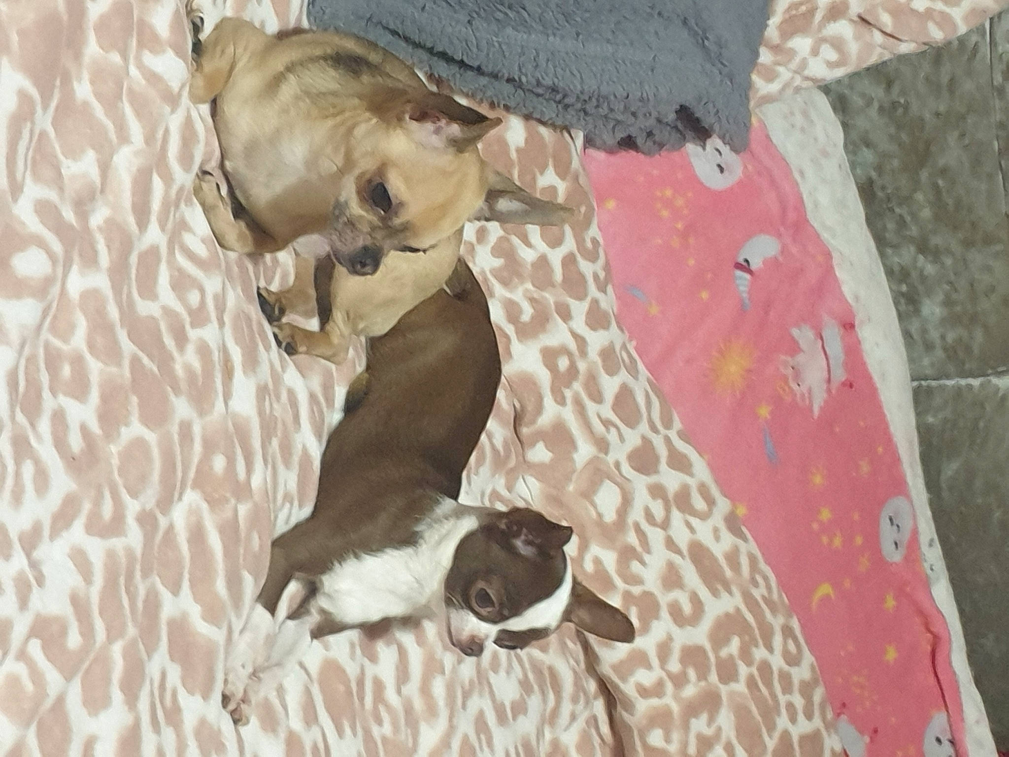 Tinkerbell joined the competition — help win amazing prizes! art, carnivore, comfort, companion_dog, dog_breed, fashion_accessory, fawn, flooring, hat, illustration, linens, painting, pattern, sun_hat, tail, terrestrial_animal, textile, visual_arts, wood, working_animal