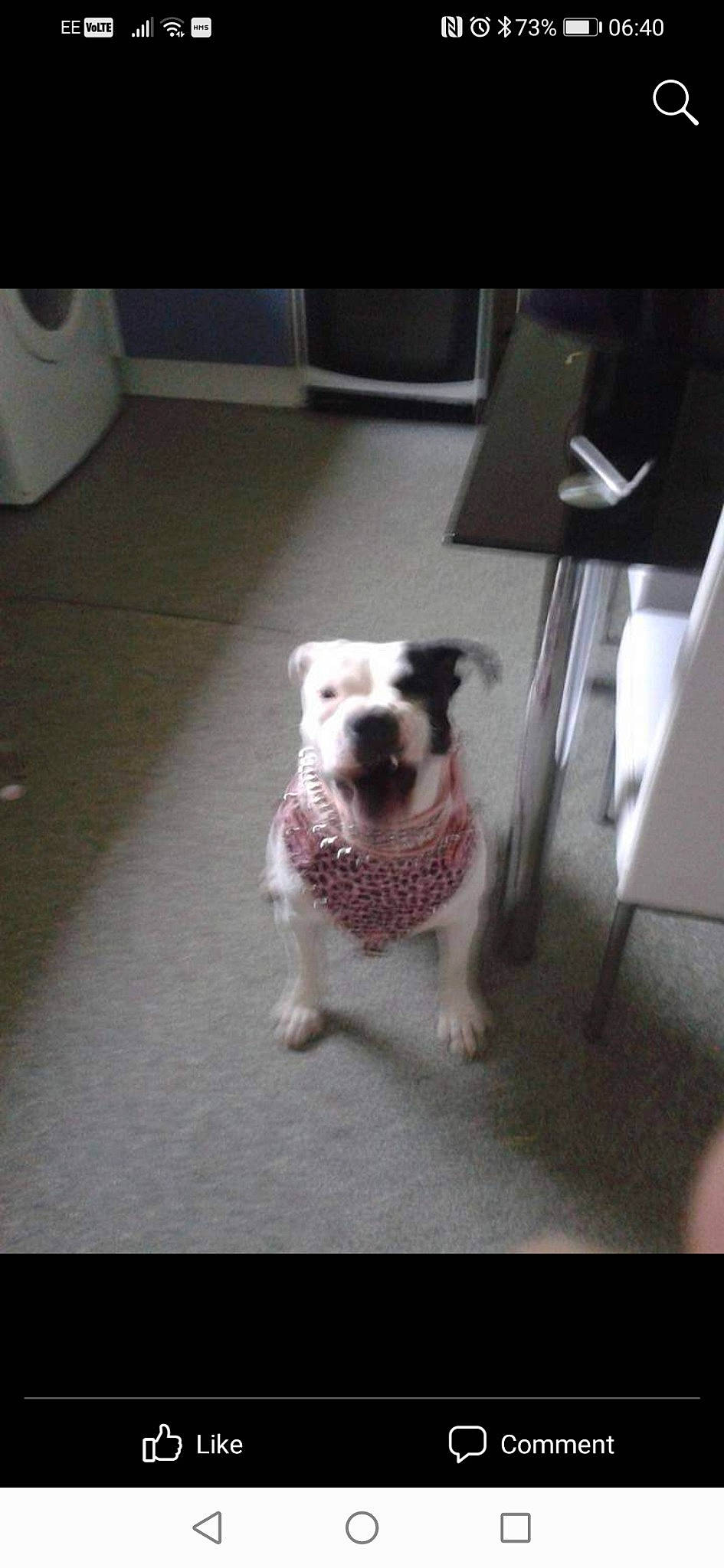 Nala is registered to the contest to win money with this photo: carnivore, companion_dog, dog, dog_breed, dog_supply, fawn, floor, flooring, hardwood, metal, non_sporting_group, pet_supply, rectangle, road_surface, snout, sporting_group, square, tail, tints_and_shades, working_animal