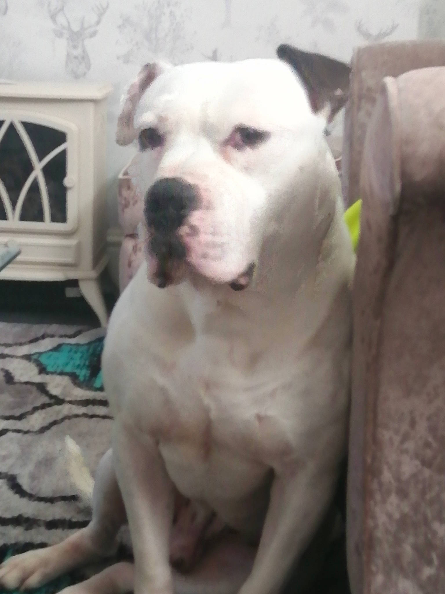 Bronson is registered to the contest to win money with this photo: carnivore, collar, companion_dog, cordoba_fighting_dog, dog, dog_breed, dog_collar, fawn, gas, home_appliance, kitchen_appliance, molosser, non_sporting_group, picture_frame, snout, whiskers, wood_burning_stove, working_animal