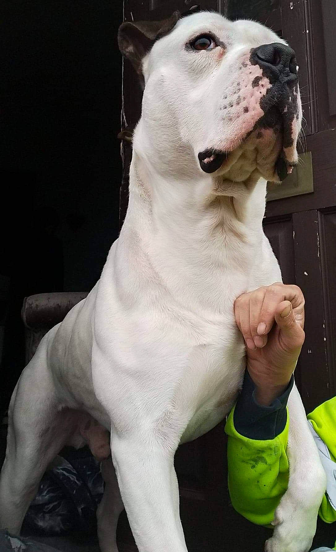 Bronson joined the competition — help win amazing prizes! ancient_dog_breeds, canidae, carnivore, collar, companion_dog, cordoba_fighting_dog, dog, dog_breed, dog_collar, fawn, non_sporting_group, pet_supply, snout, sporting_group, terrestrial_animal, whiskers, working_animal, working_dog