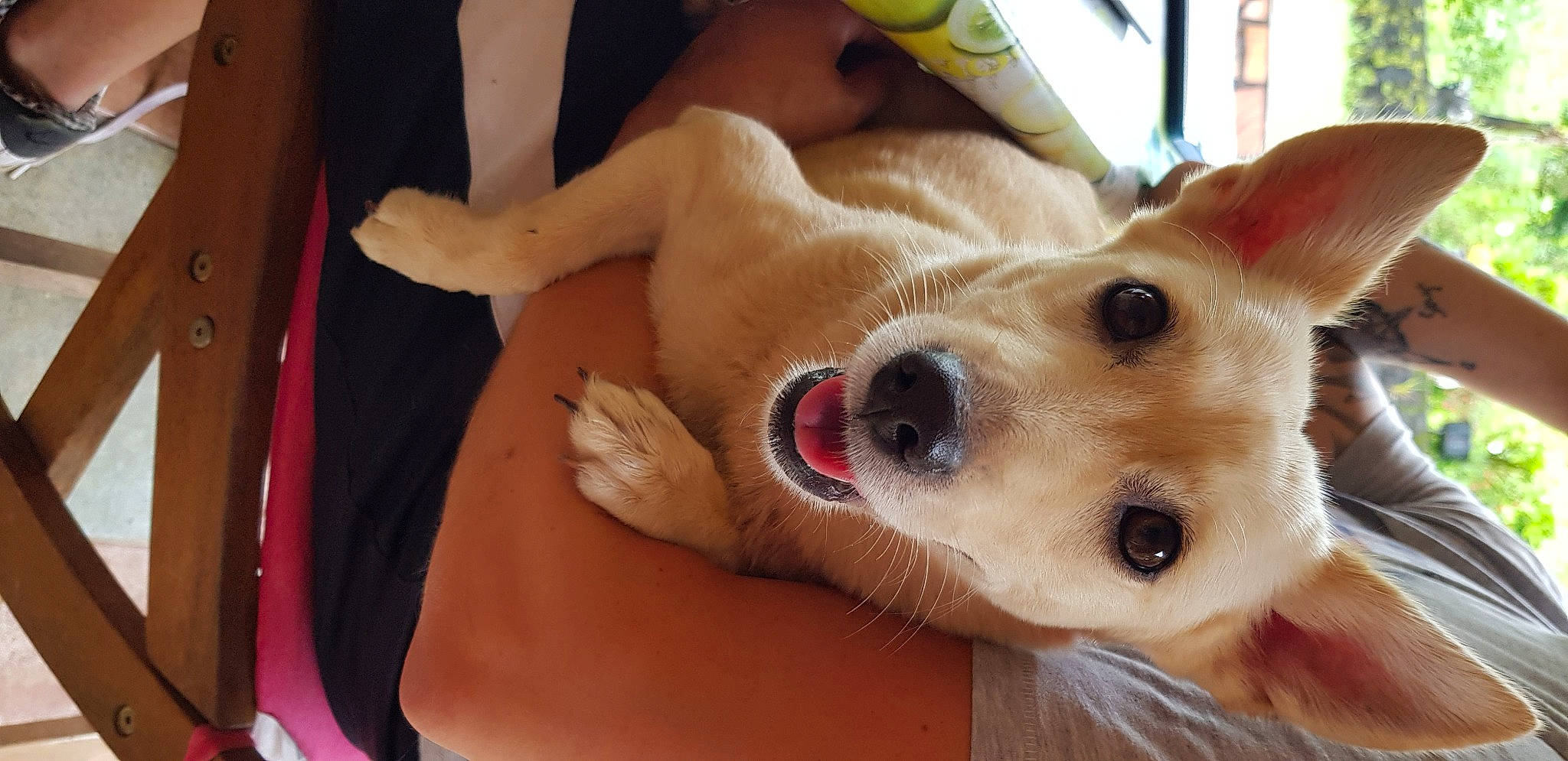 Vodka participe au concours pour gagner de l'argent avec cette photo : canidae, carnivore, carolina_dog, companion_dog, corgi_chihuahua, dog, dog_breed, fawn, mammal, puppy_love, retriever, snout, sporting_group, street_dog, vertebrate