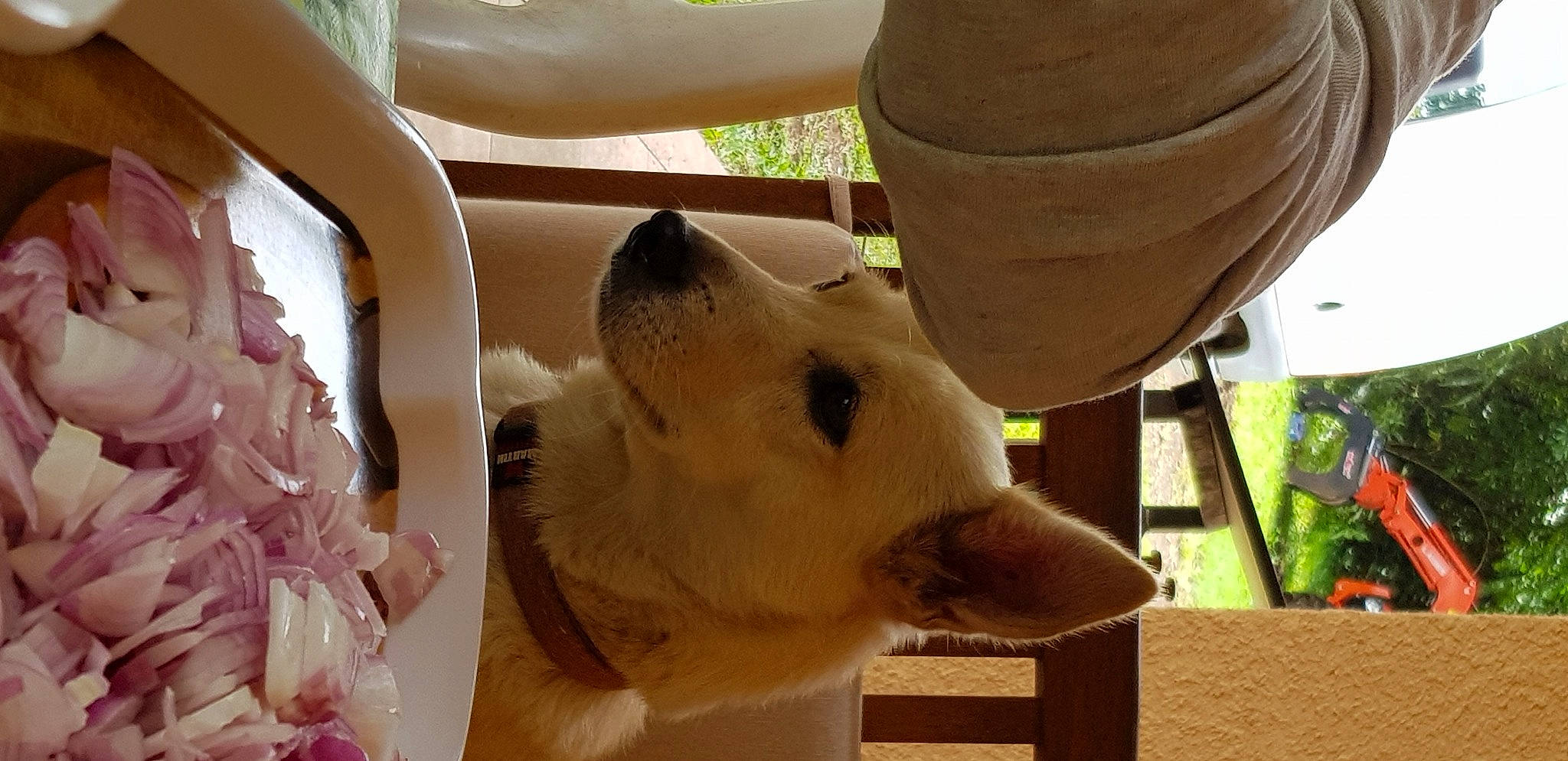 Vodka participe au concours pour gagner de l'argent avec cette photo : canidae, fawn, snout