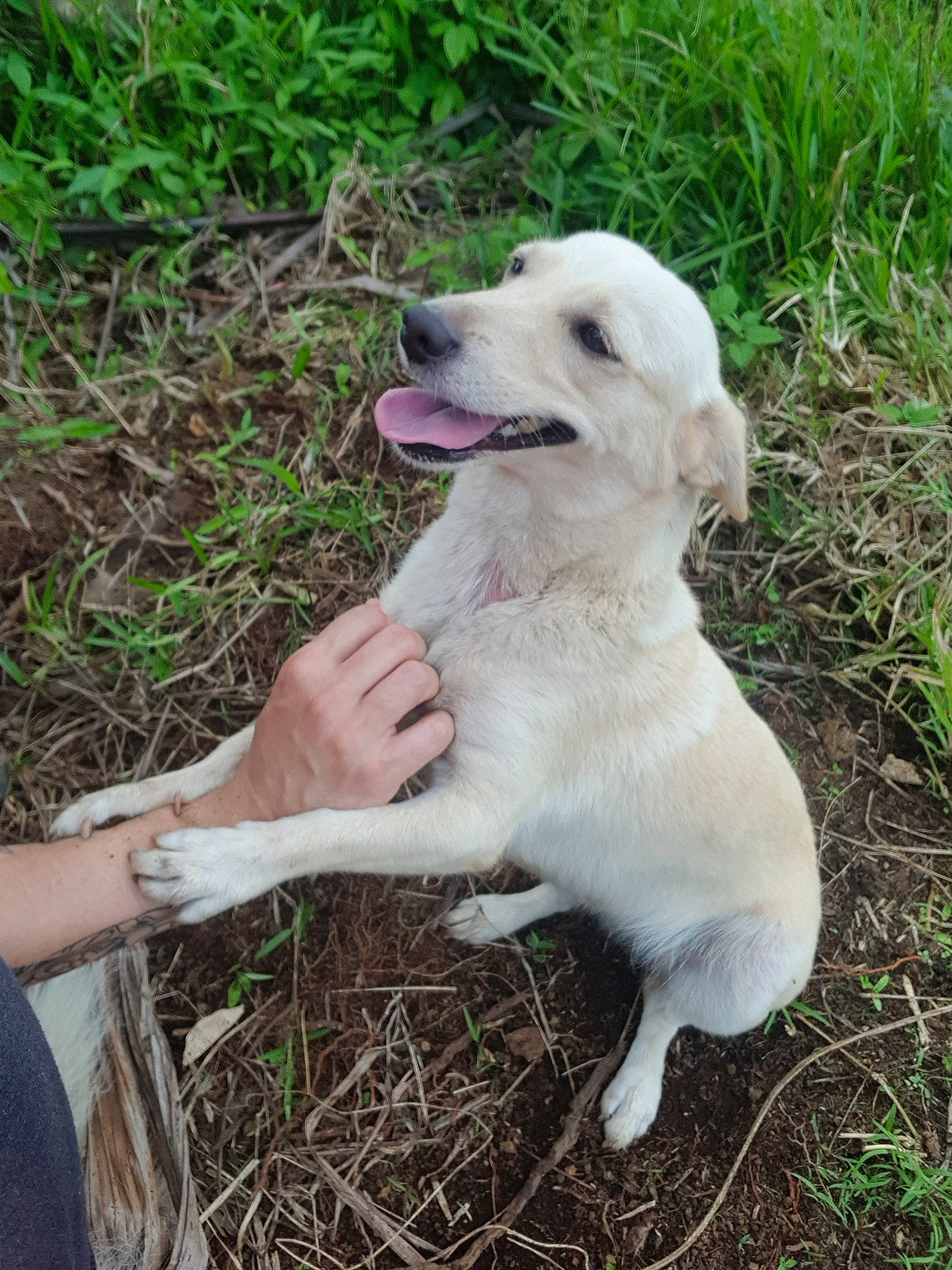 Vodka participe au concours pour gagner de l'argent avec cette photo : akbash_dog, canidae, carnivore, companion_dog, dog, dog_breed, fawn, golden_retriever, grass, labrador_retriever, mammal, puppy, retriever, sporting_group, vertebrate