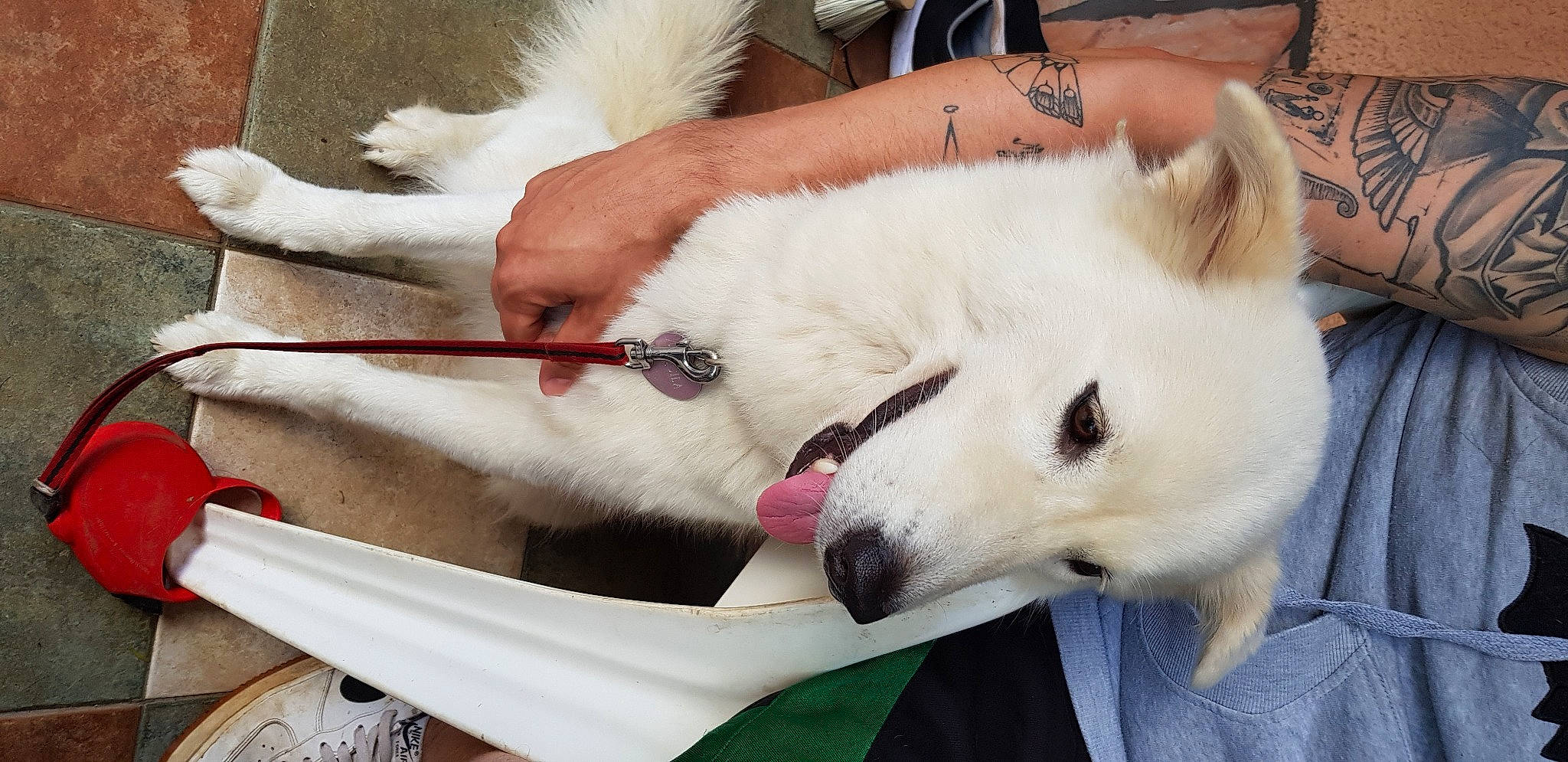 Tequila participe au concours pour gagner de l'argent avec cette photo : american_eskimo_dog, berger_blanc_suisse, canadian_eskimo_dog, canidae, carnivore, dog, dog_breed, indian_spitz, japanese_spitz, kintamani, kishu, korean_jindo_dog, mammal, non_sporting_group, pungsan_dog, rare_breed_dog, samoyed, vertebrate, volpino_italiano, white_shepherd