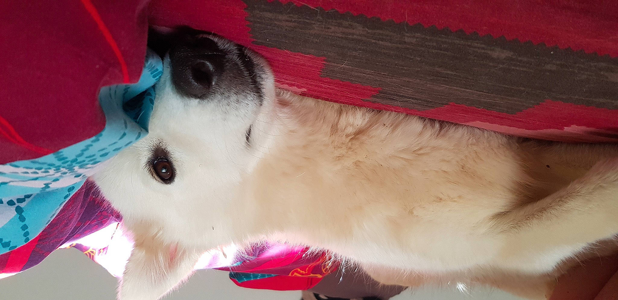 Tequila participe au concours pour gagner de l'argent avec cette photo : alaskan_malamute, canidae, carnivore, dog, fur, japanese_spitz, nose, pink, puppy, samoyed, siberian_husky, snout, textile