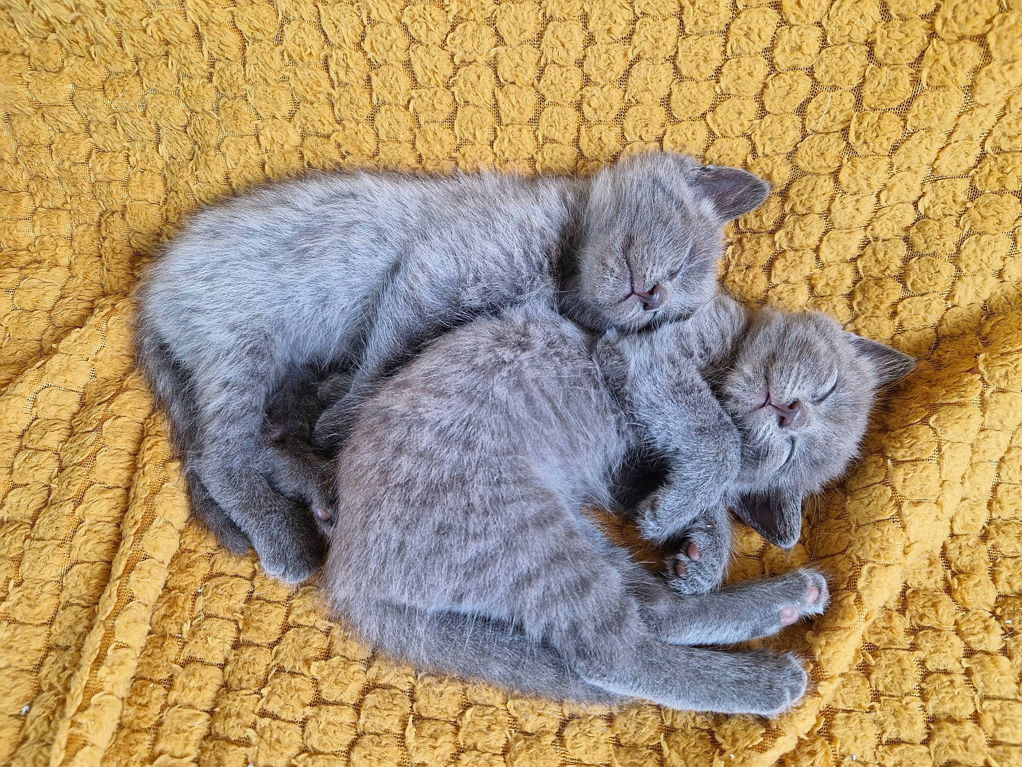 Dabou a rejoint le concours — aidez-le/la à gagner de superbes lots ! carnivore, cat, claw, domestic_short_haired_cat, felidae, fur, grey, paw, small_to_medium_sized_cats, tail, whiskers, wood