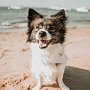 Arya participe au concours pour gagner de l'argent avec cette photo : dog, beach, sand, ocean, waves, smiling, happy, portrait, pet, canine, fur, ears, paws, sitting, sunlight, outdoors, bandana, blurred_background, horizon, closeup