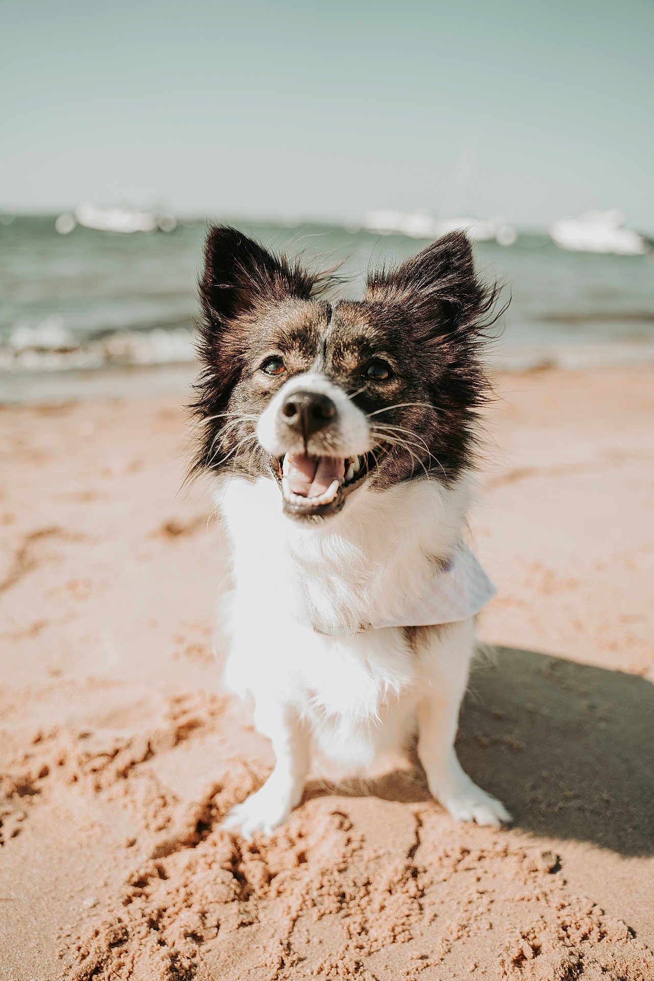 Arya participe au concours pour gagner de l'argent avec cette photo : dog, beach, sand, ocean, waves, smiling, happy, portrait, pet, canine, fur, ears, paws, sitting, sunlight, outdoors, bandana, blurred_background, horizon, closeup