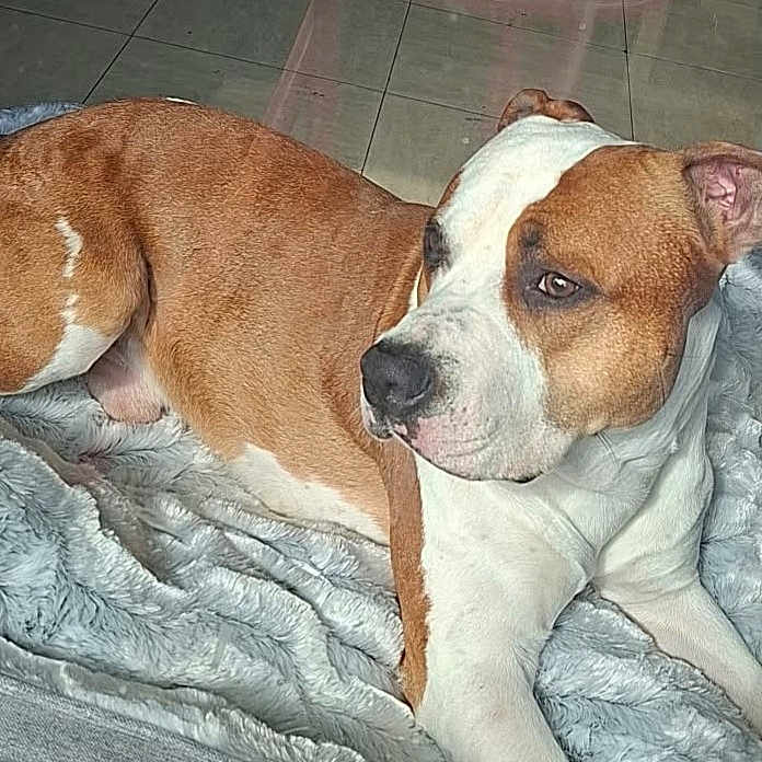 Thanos participe au concours pour gagner de l'argent avec cette photo : animal, blanket, bostonbull, boxer, bulldog, canine, dog, dogbed, hound, person, pet, pitbull, puppy, saintbernard, sleeping, snout