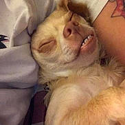 Gizmo joined the competition — help win amazing prizes! dog, sleeping, smiling, teeth, small_dog, blanket, tattoo, resting, cute, cozy, indoor, pet, fur, paw, relaxed, closeup, snuggle, animal, face, comfort