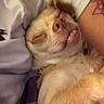 dog, sleeping, smiling, teeth, small_dog, blanket, tattoo, resting, cute, cozy, indoor, pet, fur, paw, relaxed, closeup, snuggle, animal, face, comfort