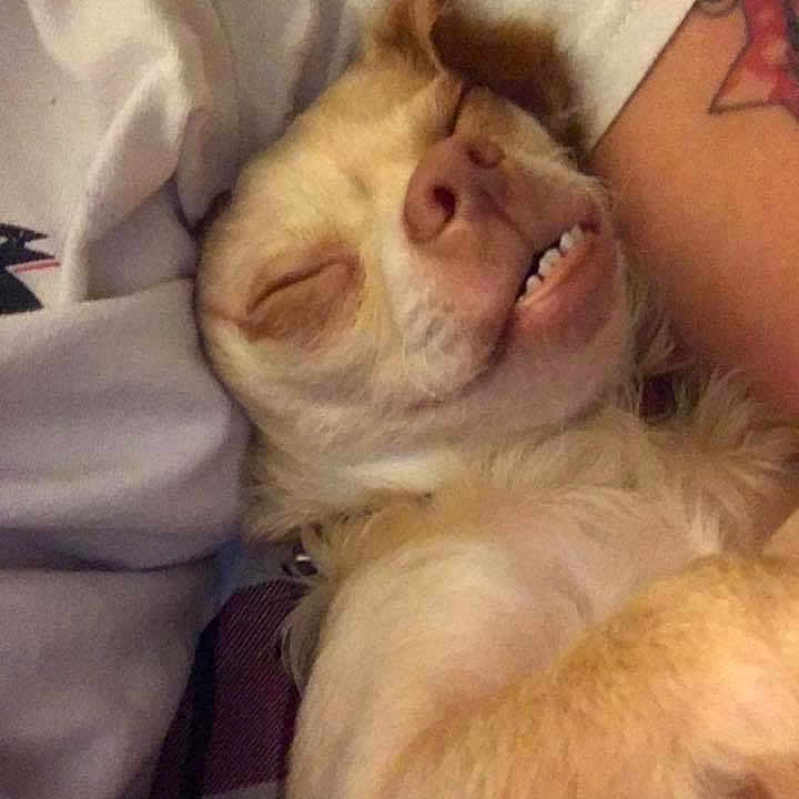 Gizmo