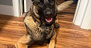 Ruger is registered to the contest to win money with this photo: dog, german_shepherd, canine, pet, indoor, wooden_floor, smiling, tail, ears, collar, fur, home, bedroom, doorway, furniture, happy, lying_down, floor, muzzle, animal