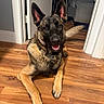 dog, german_shepherd, canine, pet, indoor, wooden_floor, smiling, tail, ears, collar, fur, home, bedroom, doorway, furniture, happy, lying_down, floor, muzzle, animal